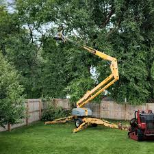 How Our Tree Care Process Works  in  Holtsville, NY